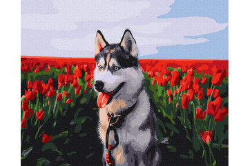 Mal efter tal - Husky in a tulip field - dyr