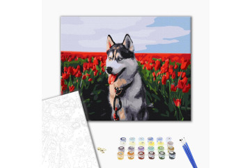 Mal efter tal - Husky in a tulip field