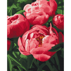 Mal efter tal - Saturated color of peonies - blomster