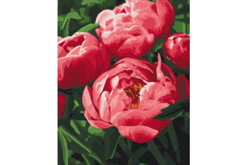 Mal efter tal - Saturated color of peonies - blomster