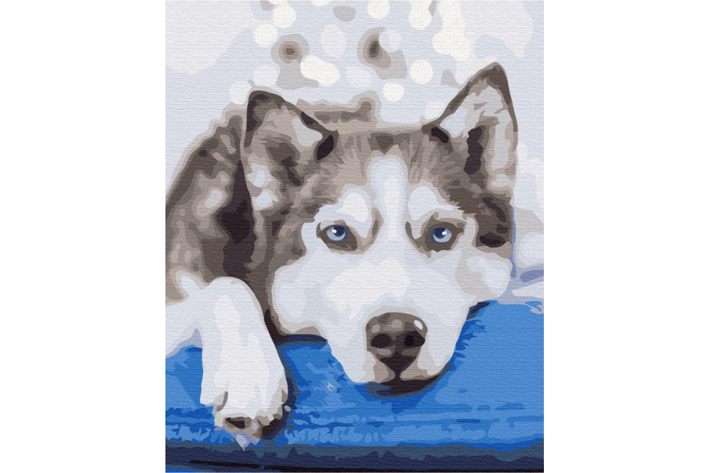 Mal efter tal - Husky in anticipation - dyr