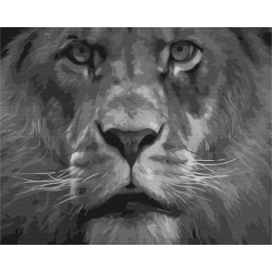 Mal efter tal - Lion in black and white tones - dyr