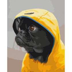 Mal efter tal - Pug in hood - dyr