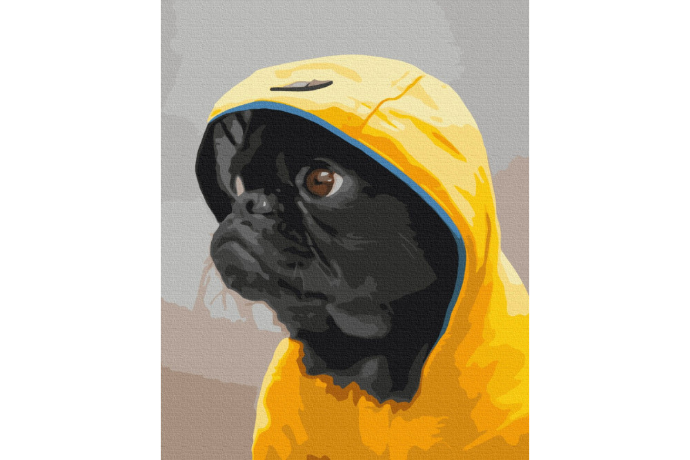 Mal efter tal - Pug in hood - dyr