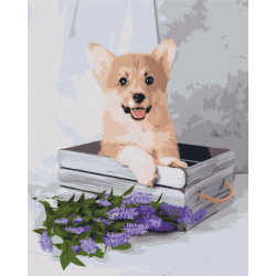Mal efter tal - Playful corgi - dyr