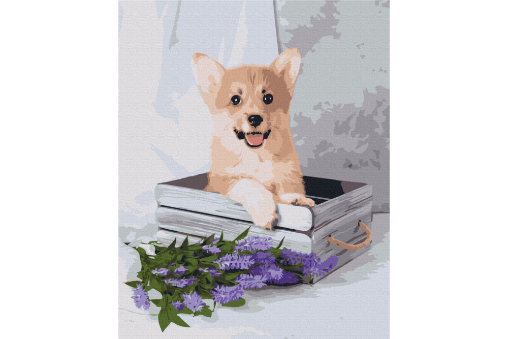 Mal efter tal - Playful corgi - dyr