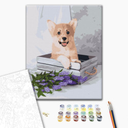 Mal efter tal - Playful corgi
