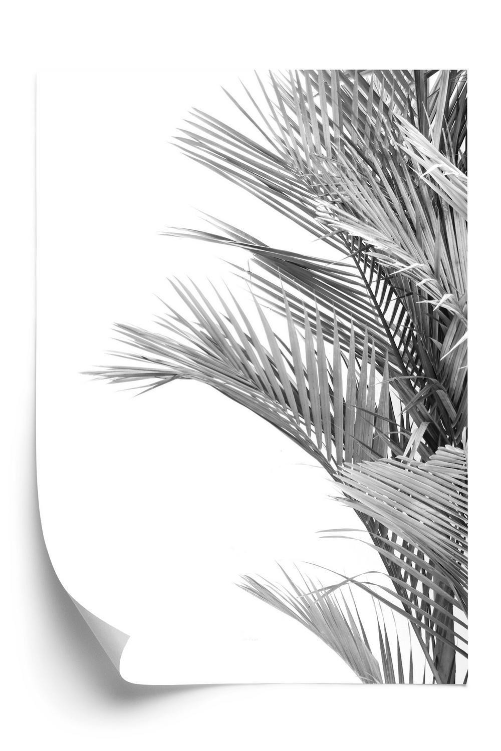 Plakat - Sorte og hvide palmeblade