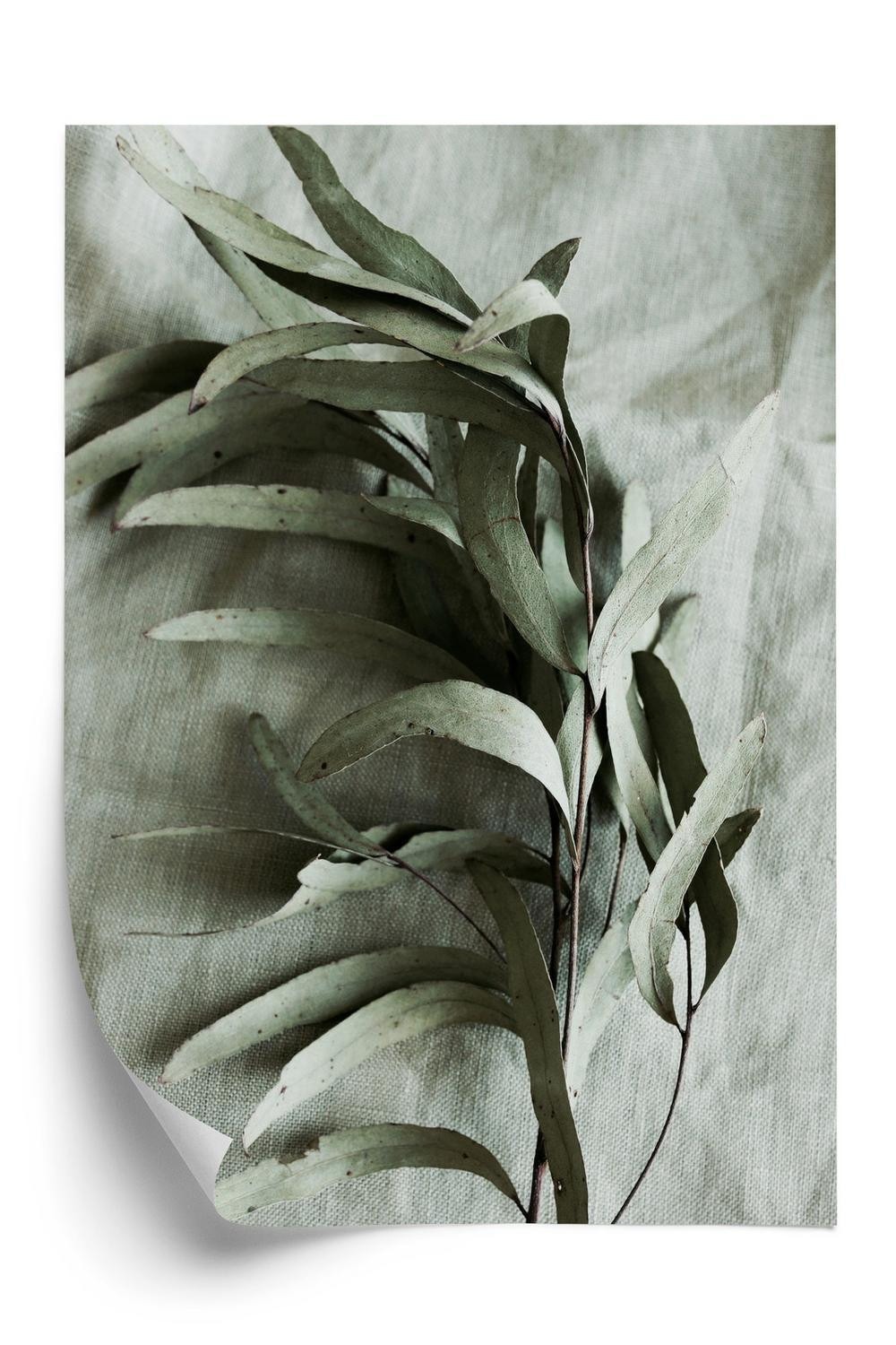 Plakat - Grøn kvist med tør eukalyptus