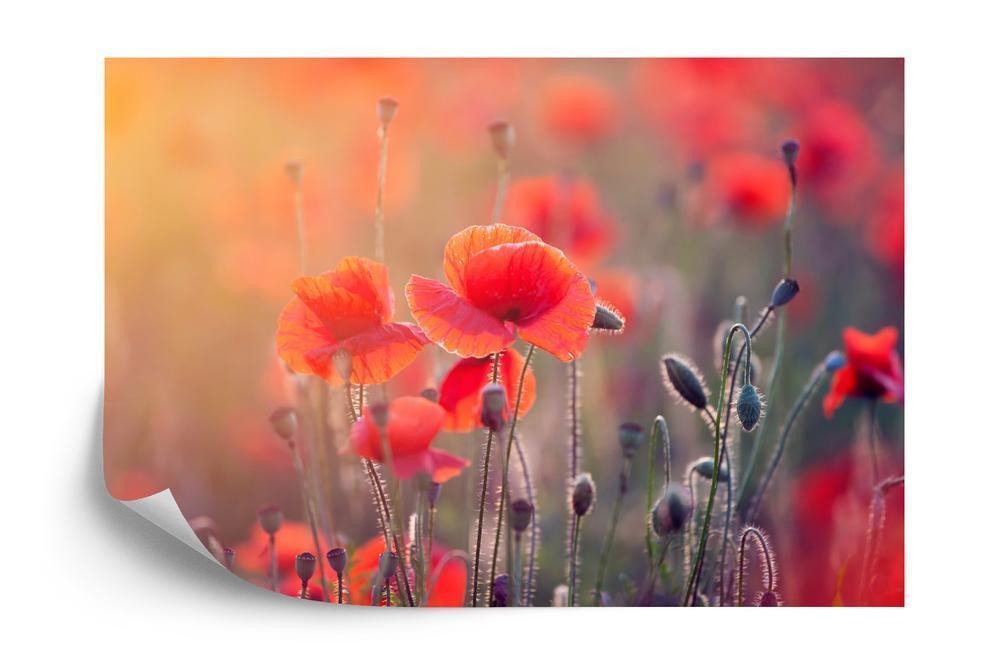 Fototapet - Valmuemark