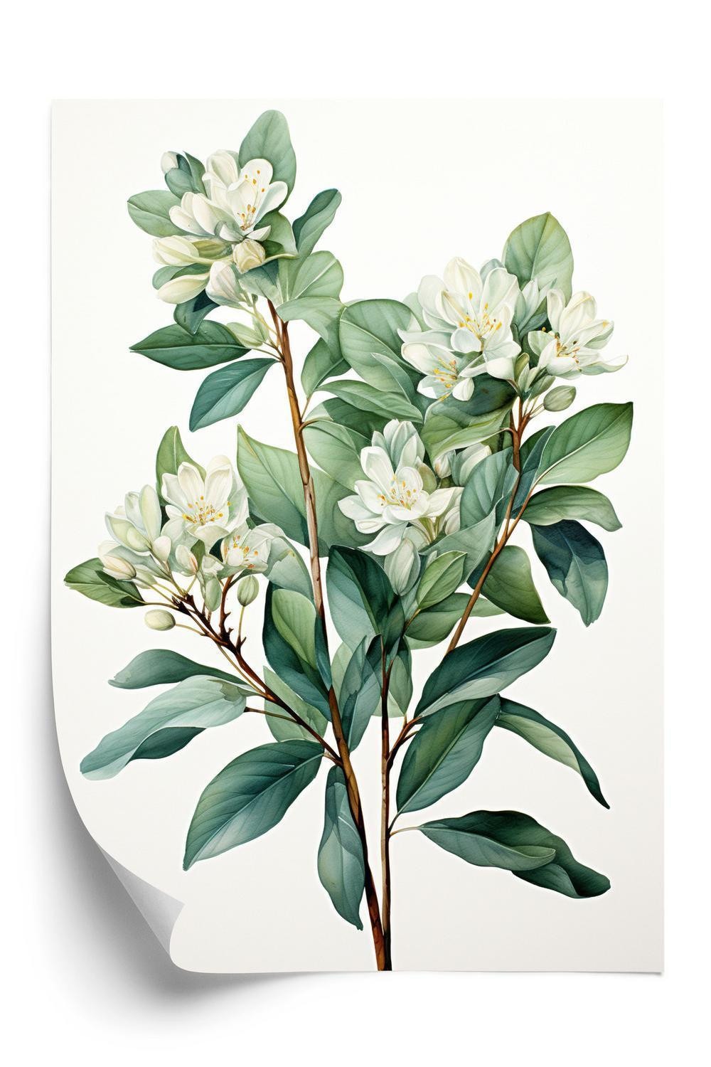 Plakat - Hvide blomster på en gren